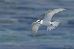 Black-naped tern. Immature in flight. Helengeli Island, North Malé Atoll, Maldives, December 2020. Image © Kevin Agar by Kevin Agar.