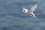 Black-naped tern. Immature in flight. Helengeli Island, North Malé Atoll, Maldives, December 2020. Image © Kevin Agar by Kevin Agar.