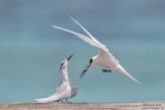 Black-naped tern. Courting pair. Helengeli Island, North Malé Atoll, Maldives, December 2020. Image © Kevin Agar by Kevin Agar.