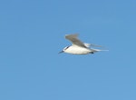 Black-naped tern. Adult in flight. Tiam Bouene Island, New Caledonia, July 2011. Image © David Wilson by David Wilson.