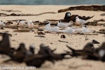 Black-naped tern. Flock. Michaelmas Cay, off Cairns, North Queensland, October 2018. Image © Dick Jenkin by Dick Jenkin.