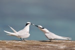 Black-naped tern. Courting pair. Helengeli Island, North Malé Atoll, Maldives, December 2020. Image © Kevin Agar by Kevin Agar.