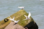 Black-naped tern. Four adults. Yilan County, Taiwan, May 2008. Image © Pei-wen Chang by Pei-wen Chang.