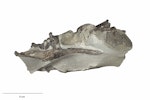 Dawn crested penguin. Right lateral view of mandible from Eudyptes atatu holotype (NMNZ S.046318). Image © Te Papa by Jean-Claude Stahl.