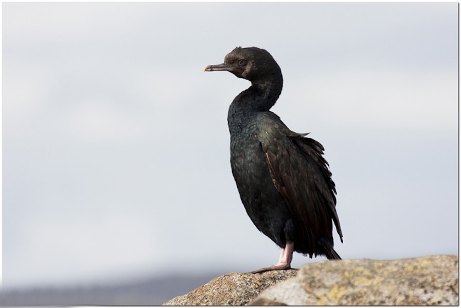 Foveaux shag | Mapo. Bronze morph. Colac Bay, Southland, March 2011. Image © Glenda Rees by Glenda Rees.