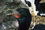 Foveaux shag | Mapo. Adult bronze morph - close-up of head. Codfish Island, December 1966. Image © Department of Conservation (image ref: 10035733) by Brian Bell, Department of Conservation.