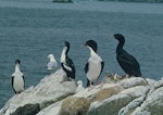 Foveaux shag | Mapo. Pied and bronze morph adults. Codfish Island, December 1966. Image © Department of Conservation (image ref: 10038256) by Brian Bell, Department of Conservation.