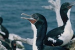 Foveaux shag | Mapo. Pied morph adult - close-up of head. Codfish Island, December 1966. Image © Department of Conservation (image ref: 10035732) by Brian Bell, Department of Conservation.