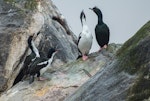 Foveaux shag | Mapo. Pied and bronze morphs. Off Stewart Island, June 2015. Image © Les Feasey by Les Feasey.