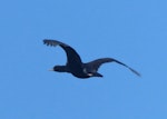 Foveaux shag | Mapo. Bronze morph in flight. Kanetetoe Island, Off Stewart Island, January 2018. Image © Alan Tennyson by Alan Tennyson.