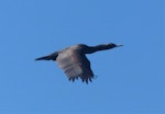 Foveaux shag | Mapo. Bronze morph in flight. Kanetetoe Island, Off Stewart Island, January 2018. Image © Alan Tennyson by Alan Tennyson.