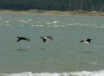 Foveaux shag | Mapo. Pied and bronze morphs in flight. Omaui Beach, January 2013. Image © Alan Tennyson by Alan Tennyson.