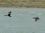 Foveaux shag | Mapo. Pied and bronze morphs in flight. Omaui Beach, January 2013. Image © Alan Tennyson by Alan Tennyson.