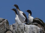 Foveaux shag | Mapo. Adults and juvenile bird, pied morph. Halfmoon Bay, December 2015. Image © David Rintoul by David Rintoul.