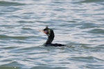 Foveaux shag | Mapo. Bronze morph adult in breeding plumage. Riverton, Aparima River mouth, August 2017. Image © Anja Köhler by Anja Köhler.