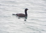 Foveaux shag | Mapo. Adult (bronze morph) swimming. Awarua Bay, Southland, November 2015. Image © Daniel Cocker by Daniel Cocker.