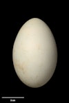 Foveaux shag | Mapo. Egg 64.9 x 40.8 mm (NMNZ OR.006980, collected by Edgar Stead). High Rock, near Codfish Island, November 1929. Image © Te Papa by Jean-Claude Stahl.