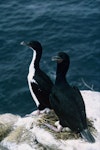 Foveaux shag | Mapo. Pied morph and bronze morph adults at nest with eggs. Codfish Island, December 1966. Image © Department of Conservation (image ref: 10038257) by Brian Bell, Department of Conservation.