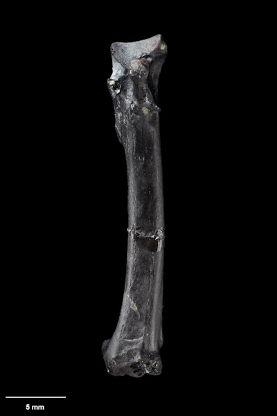 Zealandian dove. Holotype (left carpometacarpus), NMNZ S.51495. Image © Te Papa by Jean-Claude Stahl.