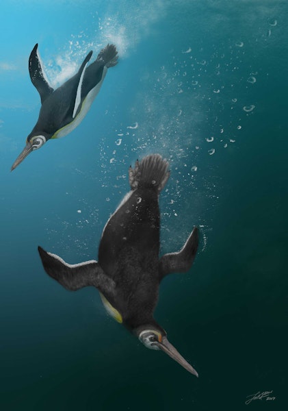 Stilwell’s penguin. Reconstruction (2 birds). Image © Jacob Blokland by Jacob Blokland.