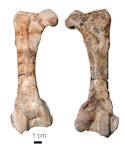 Junats’ penguin. Holotype right femur, WM2006/1/1, Waikato museum. Image © Daniel Thomas by Daniel Thomas.