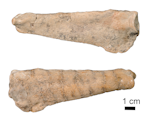 Junats’ penguin. Holotype right ulna, WM2006/1/1, Waikato museum. Image © Daniel Thomas by Daniel Thomas.