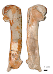 Junats’ penguin. Holotype right humerus, WM2006/1/1, Waikato museum. Image © Daniel Thomas by Daniel Thomas.