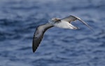 Streaked shearwater. Adult in flight, ventral. Off Miyake-jima, Izu Group, Japan, April 2019. Image © Ian Wilson 2019 birdlifephotography.org.au by Ian Wilson.