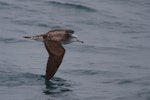 Streaked shearwater. Adult in flight. Hokkaido, Japan, September 2011. Image © Stuart Price by Stuart Price.