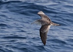 Streaked shearwater. Adult in flight. Off Miyake-jima, Izu Group, Japan, April 2019. Image © Ian Wilson 2019 birdlifephotography.org.au by Ian Wilson.