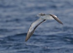 Streaked shearwater. Adult in flight, ventral. Off Miyake-jima, Izu Group, Japan, April 2019. Image © Ian Wilson 2019 birdlifephotography.org.au by Ian Wilson.