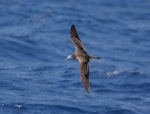 Streaked shearwater. In flight - dorsal. At sea off Wollongong, New South Wales, Australia, February 2009. Image © Brook Whylie by Brook Whylie.