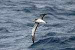 Streaked shearwater. Adult in flight, ventral. At sea off Japan, April 2009. Image © Nigel Voaden by Nigel Voaden.