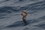 Streaked shearwater. Adult in flight, dorsal. At sea off Japan, April 2009. Image © Nigel Voaden by Nigel Voaden.