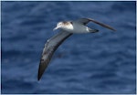 Streaked shearwater. Adult in flight, ventral. Wollongong pelagic, New South Wales, Australia, February 2009. Image © Tobias Hayashi by Tobias Hayashi.