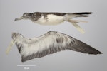 Streaked shearwater. Beach-wrecked specimen. First New Zealand record. Specimen registration no. OR.029195; image no. MA_I255033. Ocean Beach, Kawhia, February 2006. Image © Te Papa.