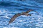 Wedge-tailed shearwater. Adult in flight. At sea off Kiama NSW Australia, April 2019. Image © Lindsay Hansch by Lindsay Hansch.