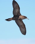 Wedge-tailed shearwater. Adult in flight. Sydney pelagic, April 2015. Image © Imogen Warren by Imogen Warren.