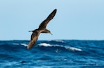 Wedge-tailed shearwater. Dorsal view of bird in flight. Three Kings pelagic, March 2019. Image © Les Feasey by Les Feasey.