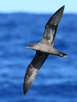 Wedge-tailed shearwater. Adult in flight. Kermadec Islands, March 2021. Image © Scott Brooks, www.thepetrelstation.nz by Scott Brooks.