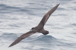 Wedge-tailed shearwater. Rear view of adult in flight. At sea off Whangaroa, Northland, January 2012. Image © Detlef Davies by Detlef Davies.