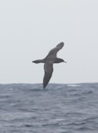 Wedge-tailed shearwater. Flight view of adult in profile. At sea off Whangaroa, Northland, January 2012. Image © Detlef Davies by Detlef Davies.