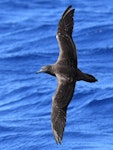 Wedge-tailed shearwater. Adult in flight. Kermadec Islands, March 2021. Image © Scott Brooks, www.thepetrelstation.nz by Scott Brooks.