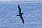 Wedge-tailed shearwater. Ventral view of adult in flight. Norfolk Island, March 2011. Image © Duncan Watson by Duncan Watson.