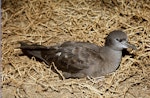 Wedge-tailed shearwater. Adult on surface at night. Curtis Island, November 1989. Image © Graeme Taylor by Graeme Taylor.