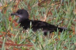 Wedge-tailed shearwater. Adult at colony at night. Norfolk Island, November 2016. Image © Ian Armitage by Ian Armitage.