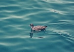 Wedge-tailed shearwater. Adult swimming. Off Raoul Island, Kermadec Islands, January 1974. Image © Department of Conservation (image ref: 10036102) by Chris Smuts-Kennedy.