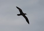 Wedge-tailed shearwater. Flight view showing tail shape. At sea off Whangaroa, Northland, New Zealand, January 2012. Image © Michael Szabo by Michael Szabo.