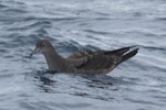 Wedge-tailed shearwater. Adult on water. At sea off Whangaroa, Northland, January 2012. Image © Detlef Davies by Detlef Davies.