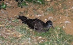 Wedge-tailed shearwater. Adult at colony at night. Norfolk Island, November 2016. Image © Ian Armitage by Ian Armitage.